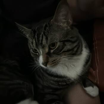 Loki -  Domestic Short Hair Cat for Adoption in Philadelphia, Pennsylvania - Loki | PetCurious