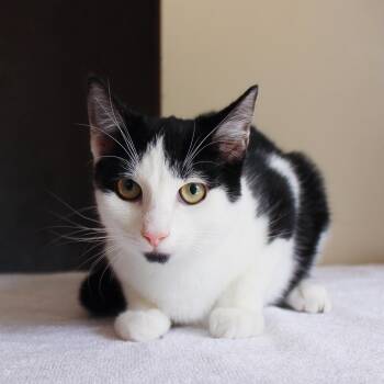 Windsor -  Domestic Short Hair Cat for Adoption in Wayne, New Jersey - Windsor | PetCurious
