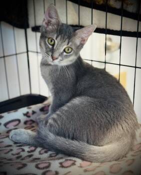 Dusty -  Domestic Short Hair Cat for Adoption in Jackson, Georgia - Dusty | PetCurious