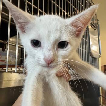 Ruby -  Domestic Short Hair Cat for Adoption in Pekin, Illinois - Ruby | PetCurious