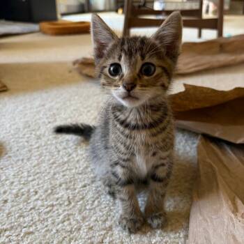 Wind -  Domestic Short Hair Cat for Adoption in San Diego, California - Wind | PetCurious
