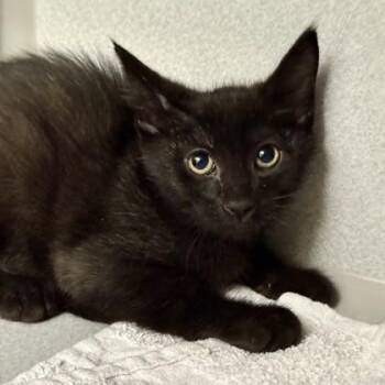 -Johnny -  Domestic Short Hair Cat for Adoption in Red Bluff, California - -Johnny | PetCurious