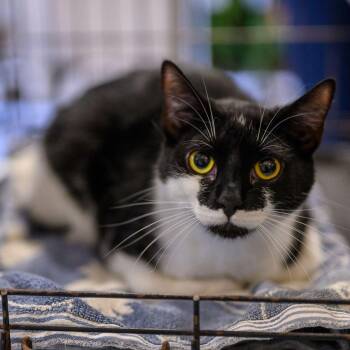 Rescue Domestic Short Hair Cats for Adoption in Hamilton Township, New Jersey - STASHE | PetCurious