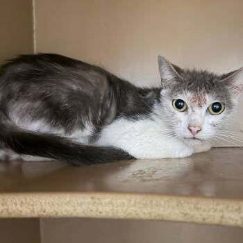 Chipmunk -  Domestic Short Hair Cat for Adoption in Madisonville, Kentucky - Chipmunk | PetCurious