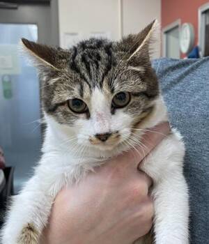 Domestic Short Hair Cats Available for Adoption - Roisin | PetCurious