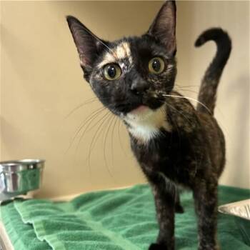 Saffire -  Domestic Short Hair Cat for Adoption in Mooresville, North Carolina - Saffire | PetCurious
