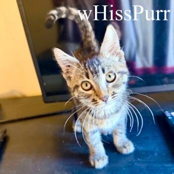 wHissPurr -  Domestic Short Hair Cat for Adoption in San Tan Valley, Arizona - WHissPurr | PetCurious