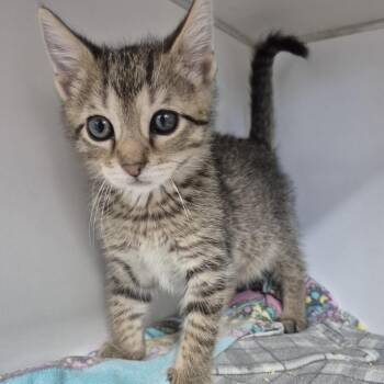 Pellegrino -  Domestic Short Hair Cat for Adoption in Newark, New Jersey - Pellegrino | PetCurious