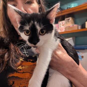 Captain Cowgirl -  Domestic Short Hair Cat for Adoption in Johnstown, Pennsylvania - Captain Cowgirl | PetCurious