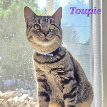 Rescue Domestic Short Hair Cats for Adoption in Montreal, Quebec - Toupie (needs A Cat Friend) | PetCurious