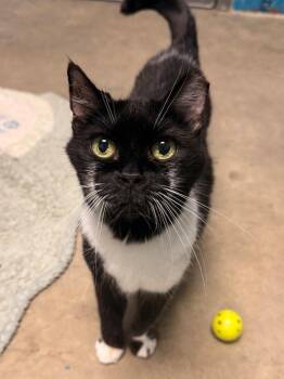 Domestic Short Hair Cats Available for Adoption in Defiance, Ohio - Tennessee | PetCurious