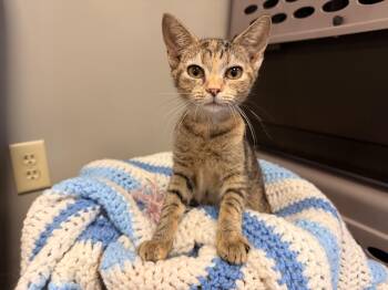 Buttercup -  Domestic Short Hair and Tabby Cat for Adoption in Batesville, Arkansas - Buttercup | PetCurious
