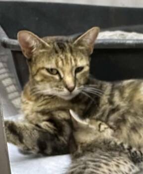 Cinnabon -  Domestic Short Hair Cat for Adoption in Bolivar, Missouri - Cinnabon | PetCurious