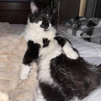 Domestic Medium Hair Cats Available for Adoption - Trixie Harris | PetCurious