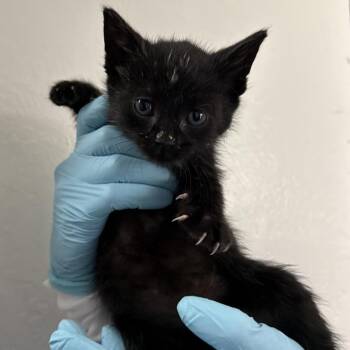 Domestic Short Hair Cats Available for Adoption in Redwood Valley, California - Rompus | PetCurious