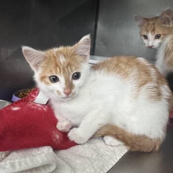 Rescue Domestic Medium Hair Cats for Adoption in Marshall, North Carolina - Candy Corn | PetCurious