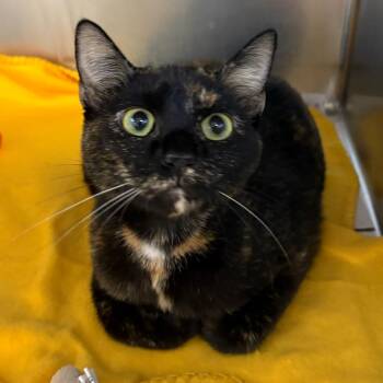 Amelia Bedelia -  Domestic Short Hair Cat for Adoption in Dekalb, Illinois - Amelia Bedelia | PetCurious