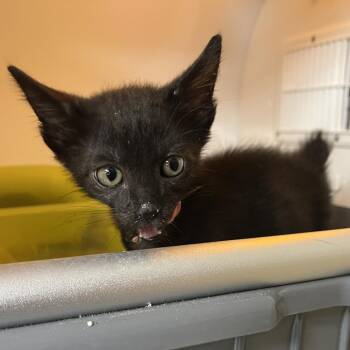 Gwen S -  Domestic Short Hair Cat for Adoption in Pauls Valley, Oklahoma - Gwen S | PetCurious