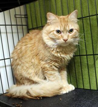 Baby -  Domestic Long Hair Cat for Adoption in Mansfield, Massachusetts - Baby | PetCurious