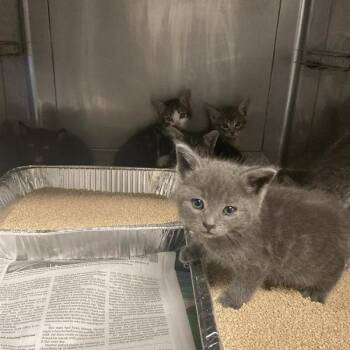 Lillith -  Domestic Short Hair Cat for Adoption in Hawthorne, California - Lillith | PetCurious