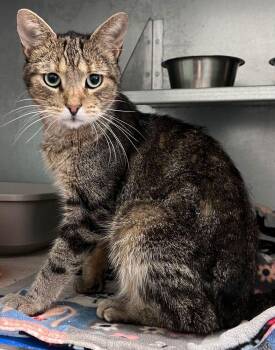 Bernard -  Domestic Short Hair Cat for Adoption in Mcpherson, Kansas - Bernard | PetCurious