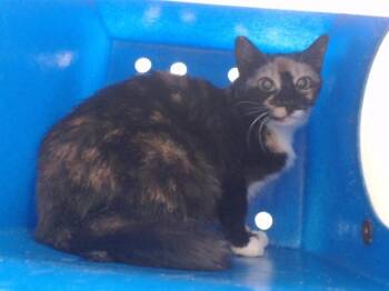 Domestic Short Hair Cats Available for Adoption - A589808 | PetCurious