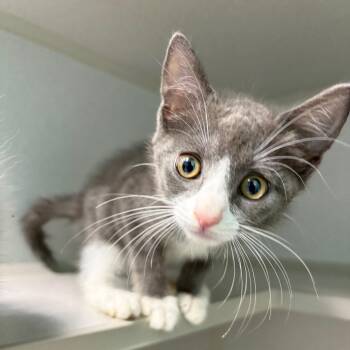 Sarah -  Domestic Short Hair Cat for Adoption in Newark, New Jersey - Sarah | PetCurious
