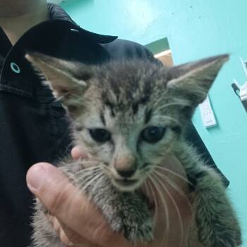 Rescue Domestic Short Hair Cats for Adoption in Guaynabo, Guaynabo - Bebesito (Eelistus) | PetCurious