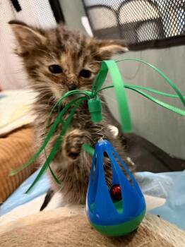 Bo Peep bonded pair with Forky -  Domestic Short Hair Cat for Adoption in Chicago, Illinois - Bo Peep Bonded Pair With Forky | PetCurious