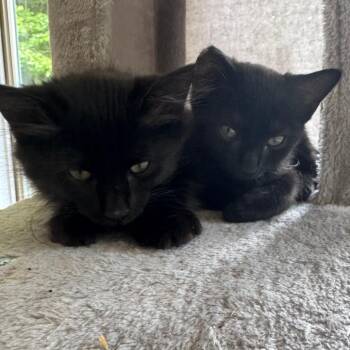 Ender -  Domestic Medium Hair Cat for Adoption in Chattanooga, Tennessee - Ender | PetCurious