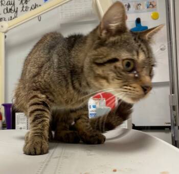 Rescue Domestic Short Hair Cats for Adoption in Trenton, New Jersey - Fernando | PetCurious