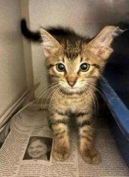 Gravity -  Domestic Short Hair Cat for Adoption in Mason City, Iowa - Gravity | PetCurious