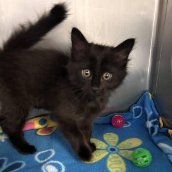 Hocus -  Domestic Medium Hair Cat for Adoption in Long Beach, California - Hocus | PetCurious