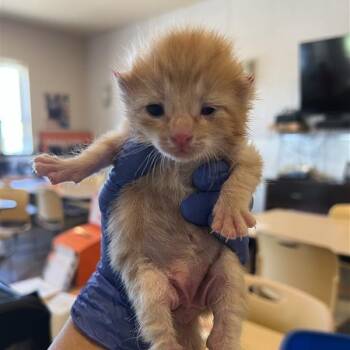 Omelette 54431 -  Domestic Short Hair Cat for Adoption in Las Vegas, Nevada - Omelette 54431 | PetCurious