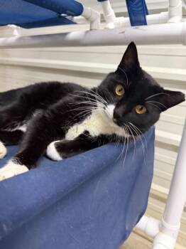 Marlo -  Domestic Long Hair Cat Available for Adoption in Lagrange, Indiana - Marlo | PetCurious