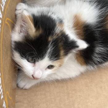 Opal -  Domestic Long Hair Cat for Adoption in Taos, New Mexico - Opal | PetCurious
