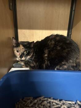 Amanda -  Domestic Short Hair Cat for Adoption in New York, New York - Amanda | PetCurious