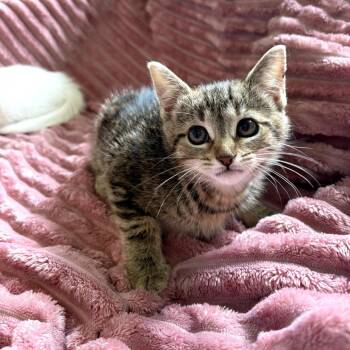 Kaliopi -  Domestic Short Hair Cat for Adoption in Lexington, Kentucky - Kaliopi | PetCurious