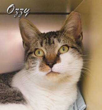 Rescue Domestic Short Hair Cats for Adoption in Middle Township, New Jersey - Ozzy | PetCurious