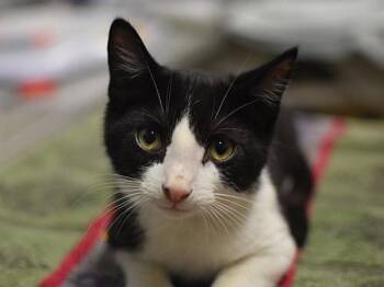 Panda -  Domestic Short Hair Cat for Adoption in Portland, Oregon - Panda | PetCurious