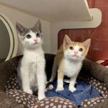 Tumeric -  Domestic Short Hair Cat for Adoption in Los Angeles, California - Tumeric | PetCurious