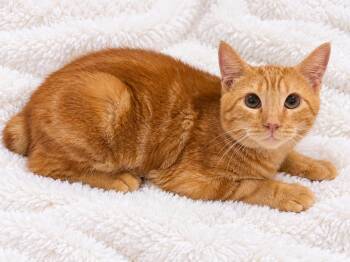Jackies Org Wht -  Manx and Domestic Short Hair Cat for Adoption in Glendora, California - Jackies Org Wht | PetCurious