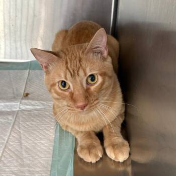 Carmine -  Domestic Short Hair Cat for Adoption in Tulsa, Oklahoma - Carmine | PetCurious