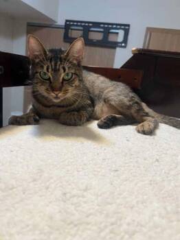 Dahlia -  Domestic Short Hair Cat for Adoption in Bellevue, Washington - Dahlia | PetCurious
