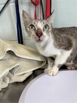 MAGENTA -  Domestic Short Hair Cat for Adoption in Corpus Christi, Texas - MAGENTA | PetCurious