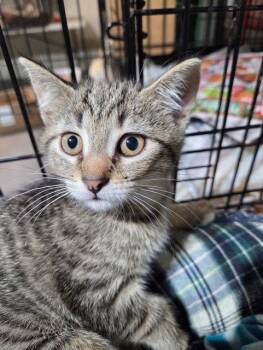 Sprout -  Domestic Short Hair Cat for Adoption in Apollo, Pennsylvania - Sprout | PetCurious