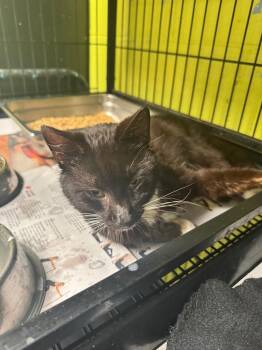 Bones -  Domestic Short Hair Cat for Adoption in Shelbyville, Tennessee - Bones | PetCurious