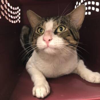 Oliver -  Domestic Short Hair Cat for Adoption in Oak Park, Illinois - Oliver | PetCurious