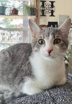 Rescue Domestic Short Hair Cats for Adoption in Parlier, California - Zedd | PetCurious