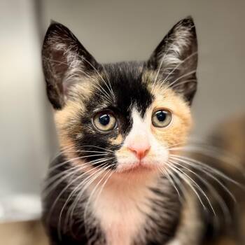 Boho -  Domestic Short Hair Cat for Adoption in Jackson Township, New Jersey - Boho | PetCurious